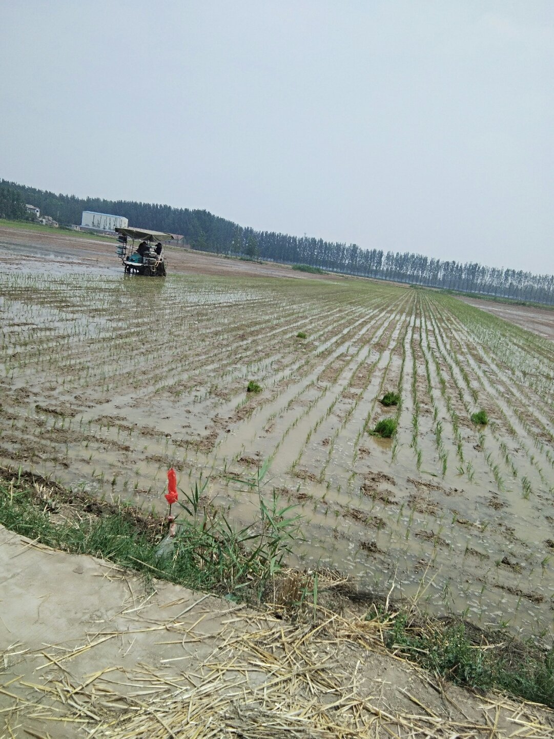 国营沿湖农场天气预报更新